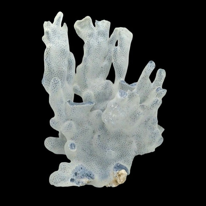 Rare ~ Natural Blue Coral Branch Heliopora Coerulea Specimen 7.1/2 H x 5.1/2 W