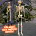 Posable Life Size Human Skeleton Family Set of 2