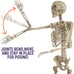 Posable Life Size Human Skeleton Family Set of 2