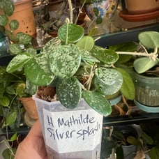 HOYA MATHILDE SUPER SILVER SPLASH (RARE) CUTTING ROOTED!