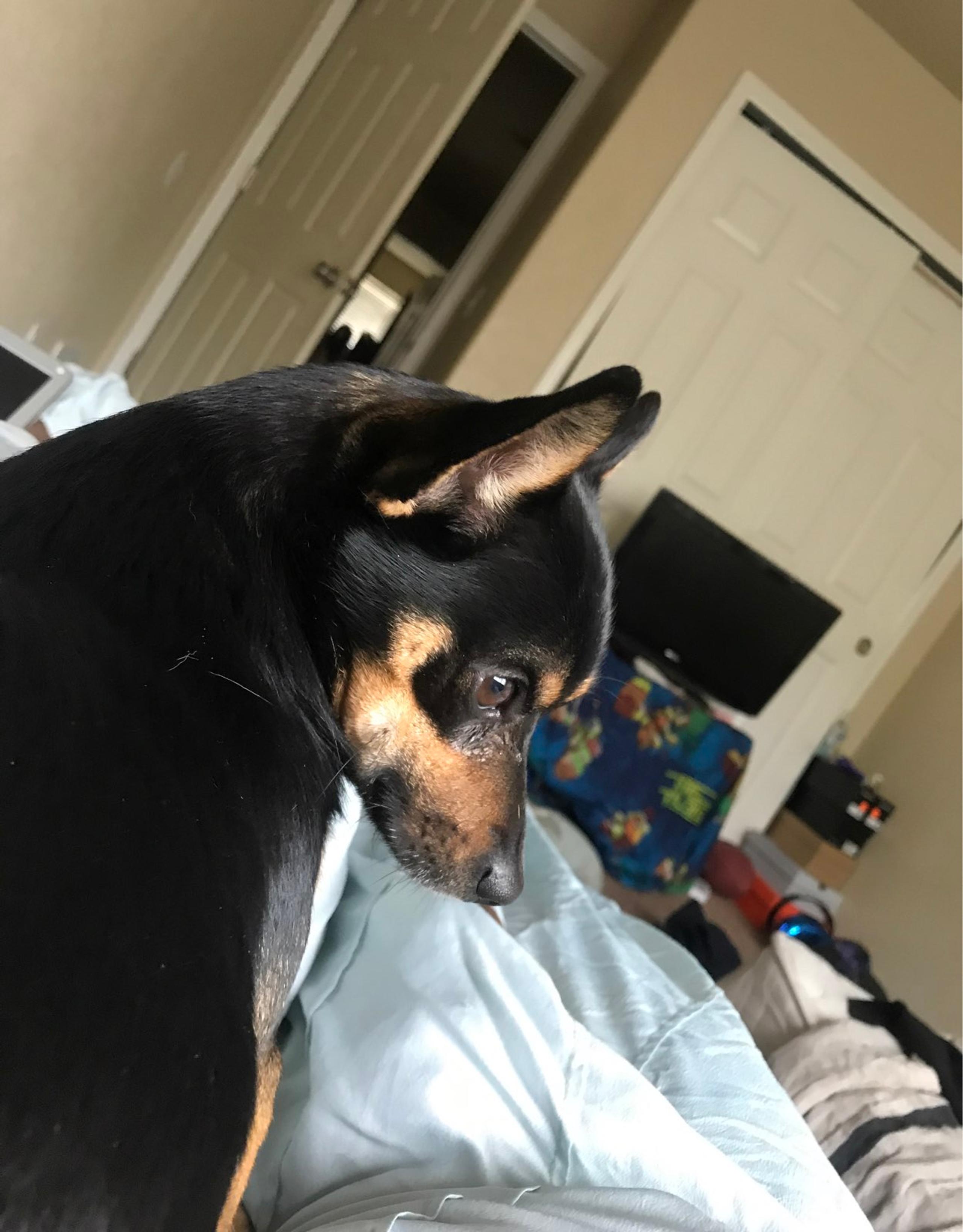 My dog