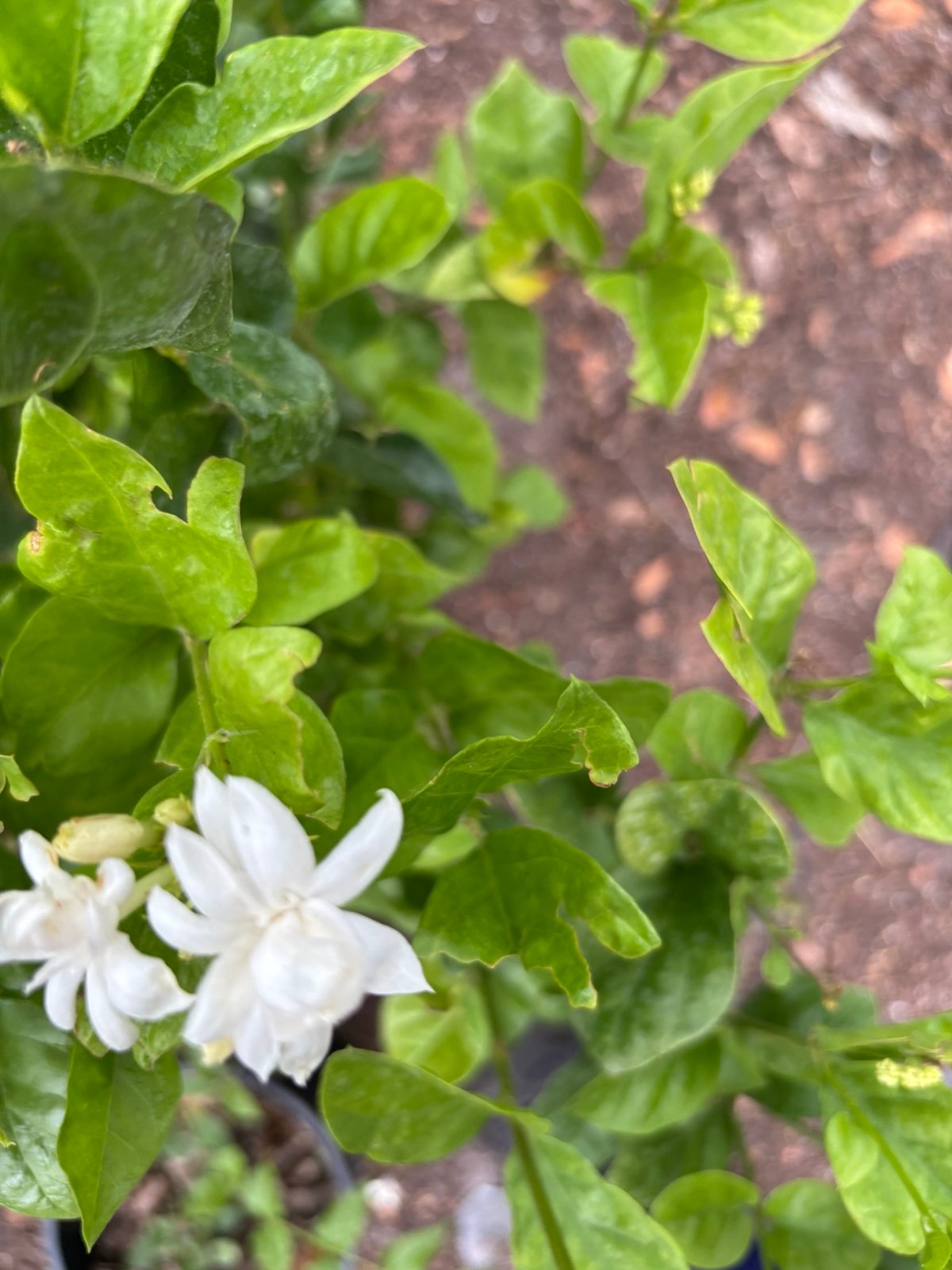 Jasmine ‘Belle of India’ (Jasminum sambac) Arabian double white flower 6” in pot