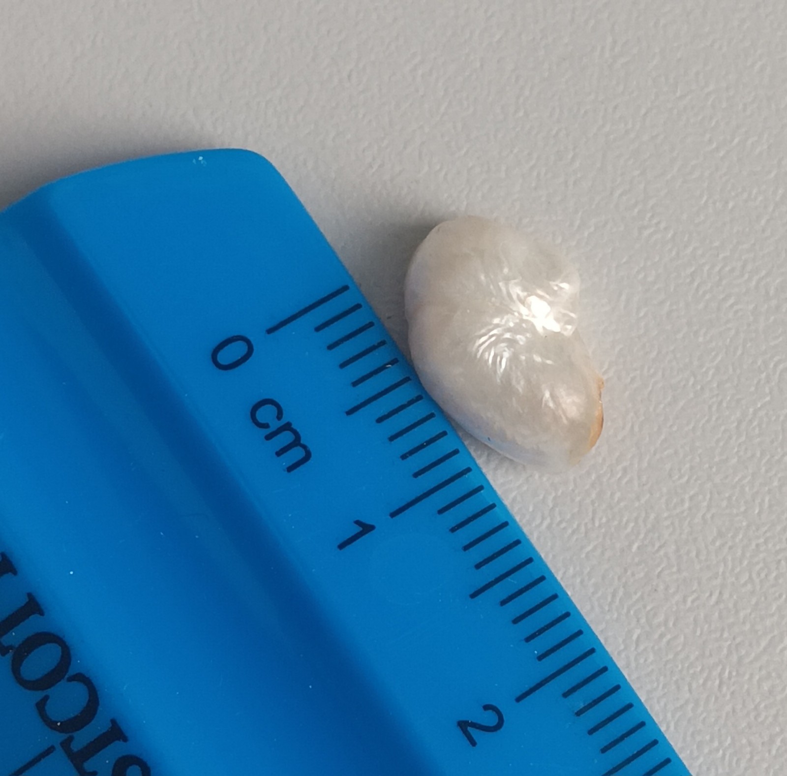 Mother of Pearl Tooth Rare Genuine 12/13mm