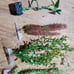 aquarium plants