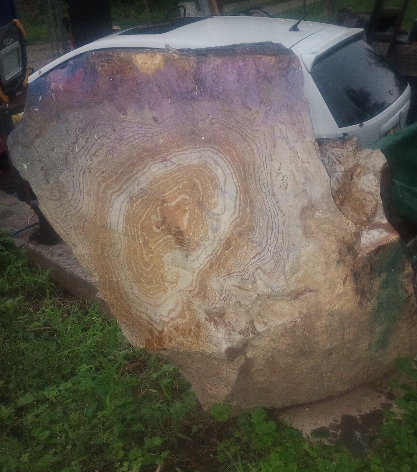 Petrified wood