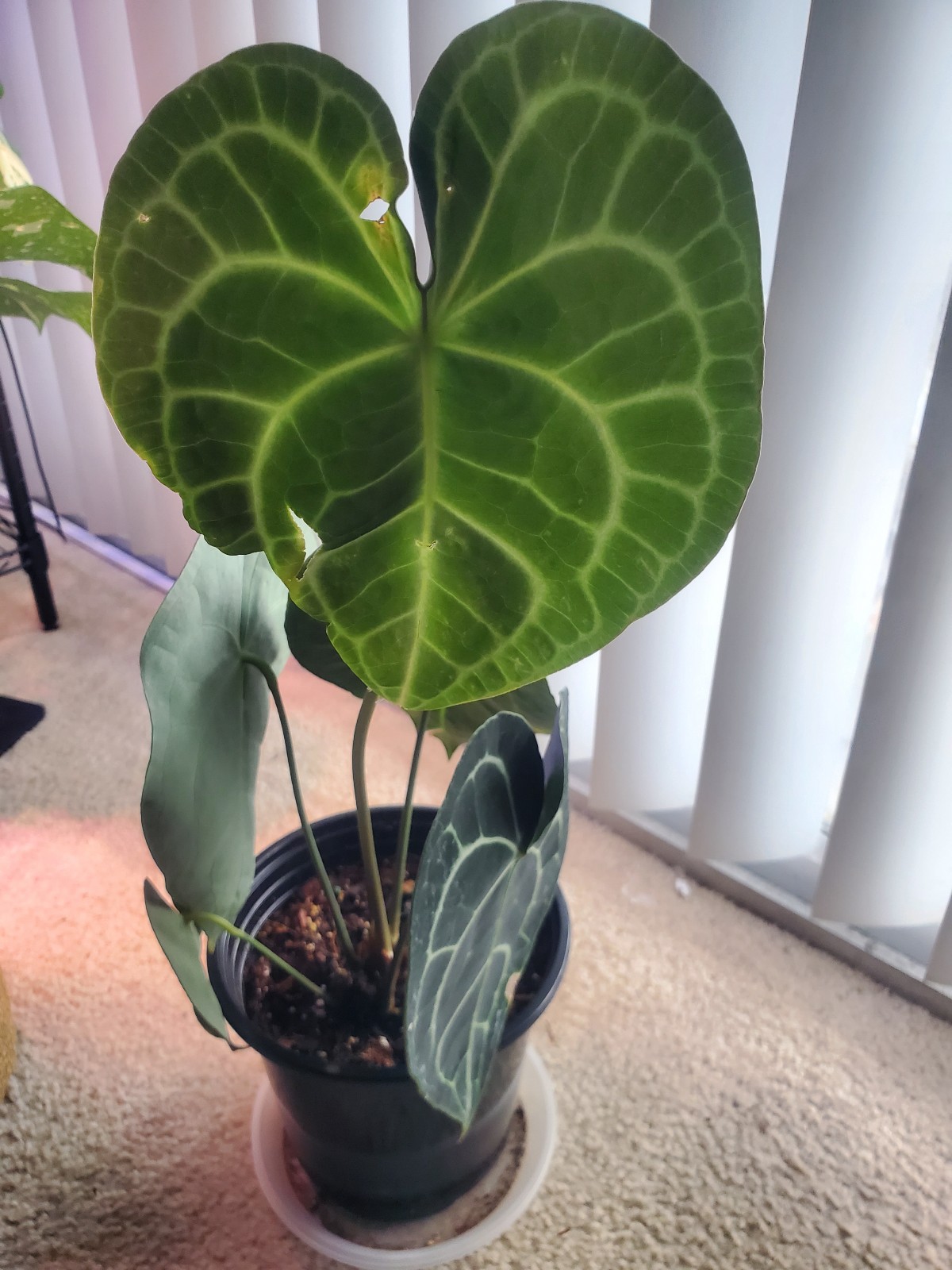XL Anthurium Clarinervium