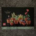 LEGO Botanical Collection Tiny Plants