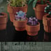 LEGO Botanical Collection Tiny Plants