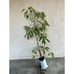 Large Grafted 'GEM' Avocado Fruit Tree - Exciting New Variety, Low Water Needs