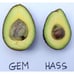Large Grafted 'GEM' Avocado Fruit Tree - Exciting New Variety, Low Water Needs