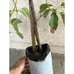 Large Grafted 'GEM' Avocado Fruit Tree - Exciting New Variety, Low Water Needs