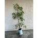 Large Grafted 'GEM' Avocado Fruit Tree - Exciting New Variety, Low Water Needs