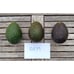 Large Grafted 'GEM' Avocado Fruit Tree - Exciting New Variety, Low Water Needs