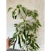 Large Grafted 'GEM' Avocado Fruit Tree - Exciting New Variety, Low Water Needs