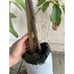 Large Grafted 'GEM' Avocado Fruit Tree - Exciting New Variety, Low Water Needs