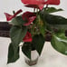houseplant