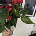 houseplant