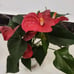 houseplant