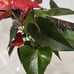 houseplant