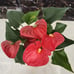 houseplant