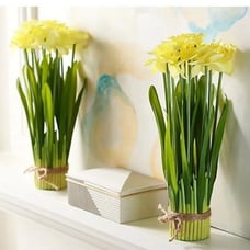 Valerie Parr Hill Daffodil bundles- Large 15” yellow(Set of 2)