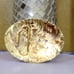Longhorn horseshoe Western heavy Oval Buckle LARGE SIZE GOLD SILVER Red border