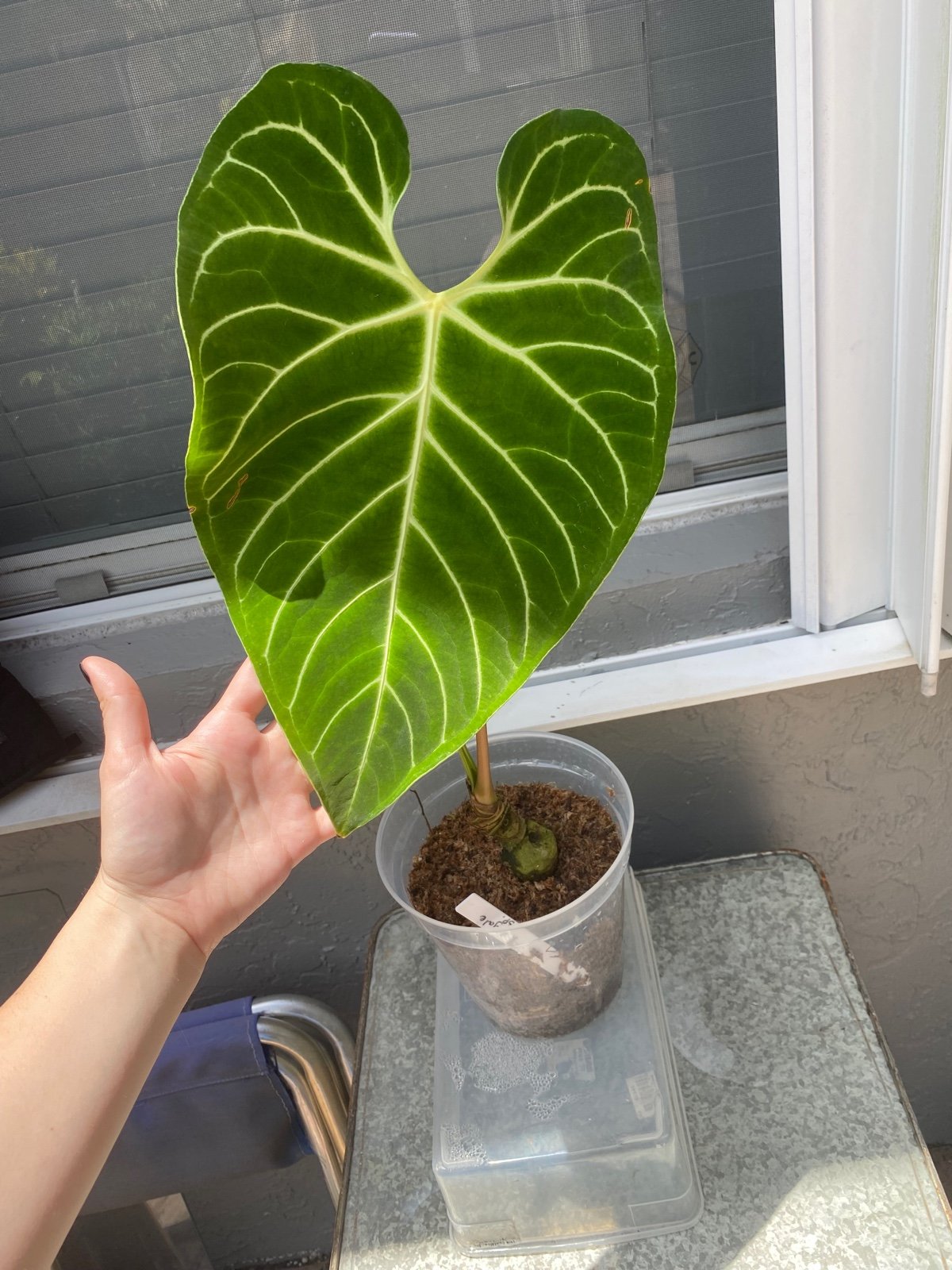 anthurium regale house plant aroid