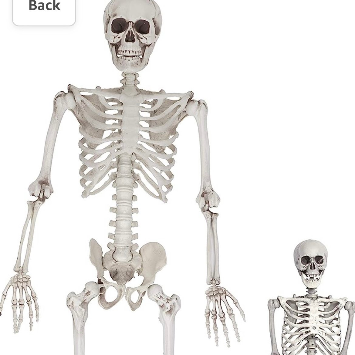 Halloween Skeleton