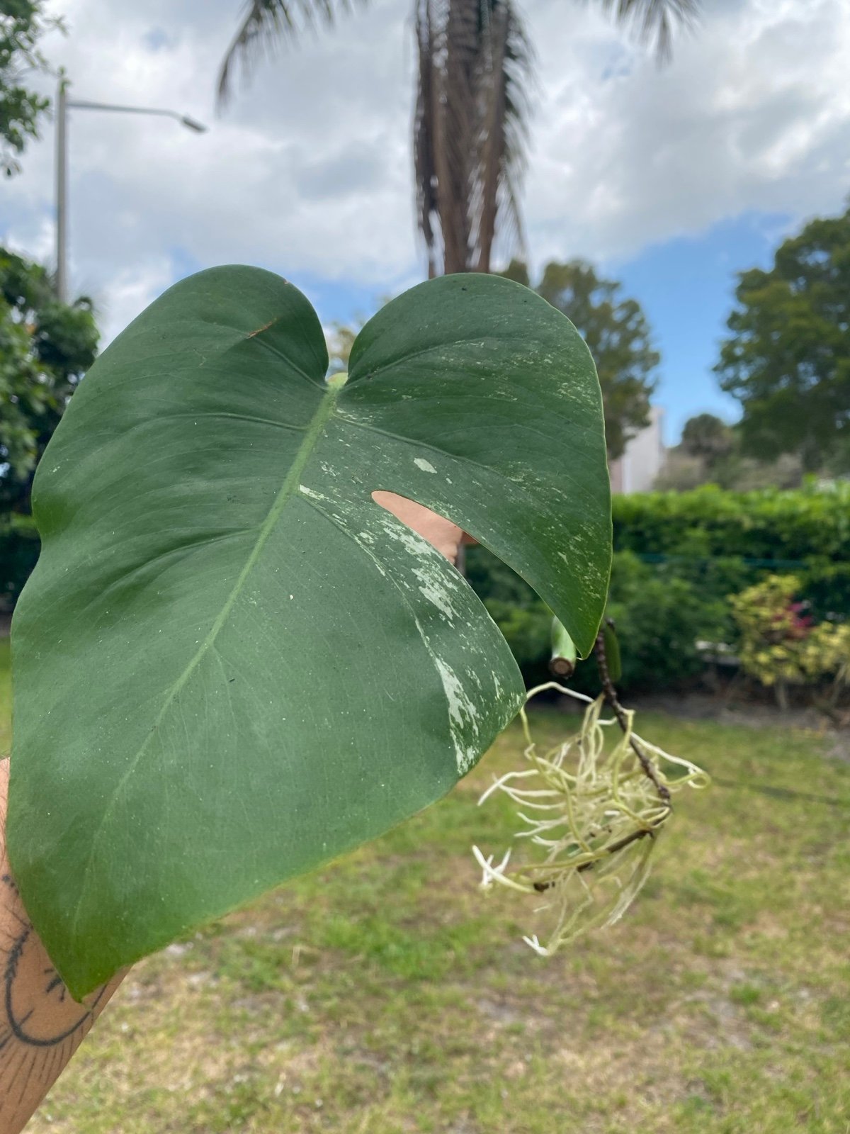 Monstera Albo Cutting