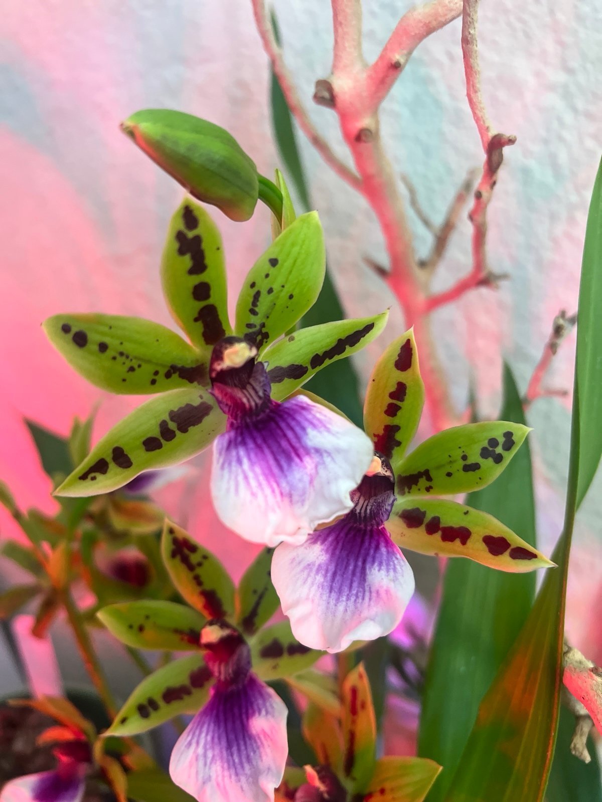 Zygoneria Adelaide Meadows orchid in bloom- compact plant