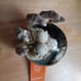 NWT Halloween Skull Theme Set (7 pc)