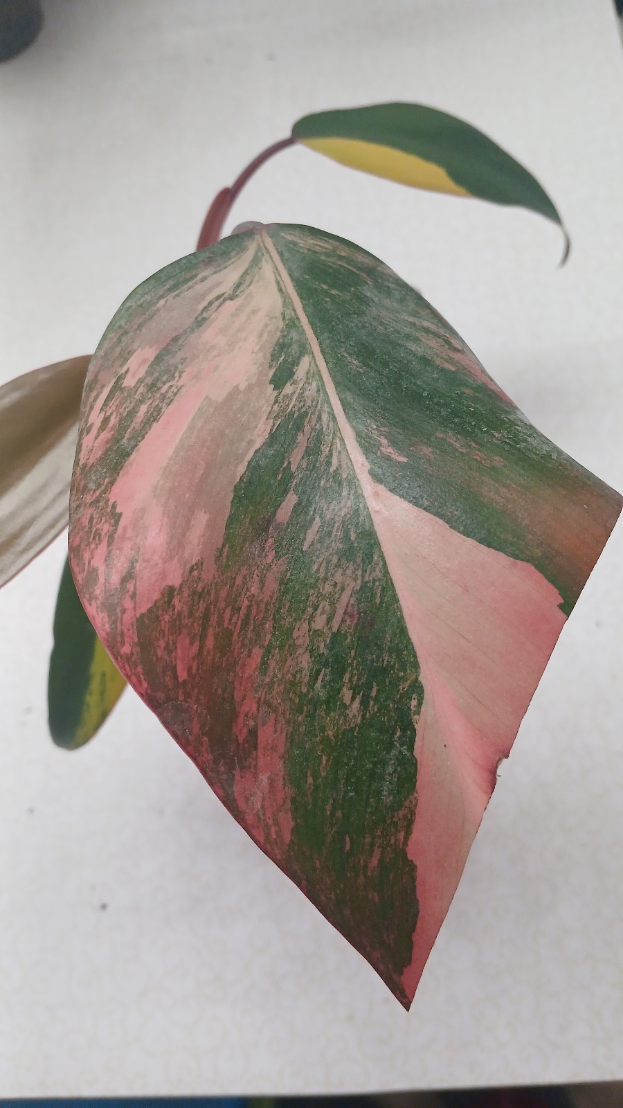 Philodendron strawberry shake