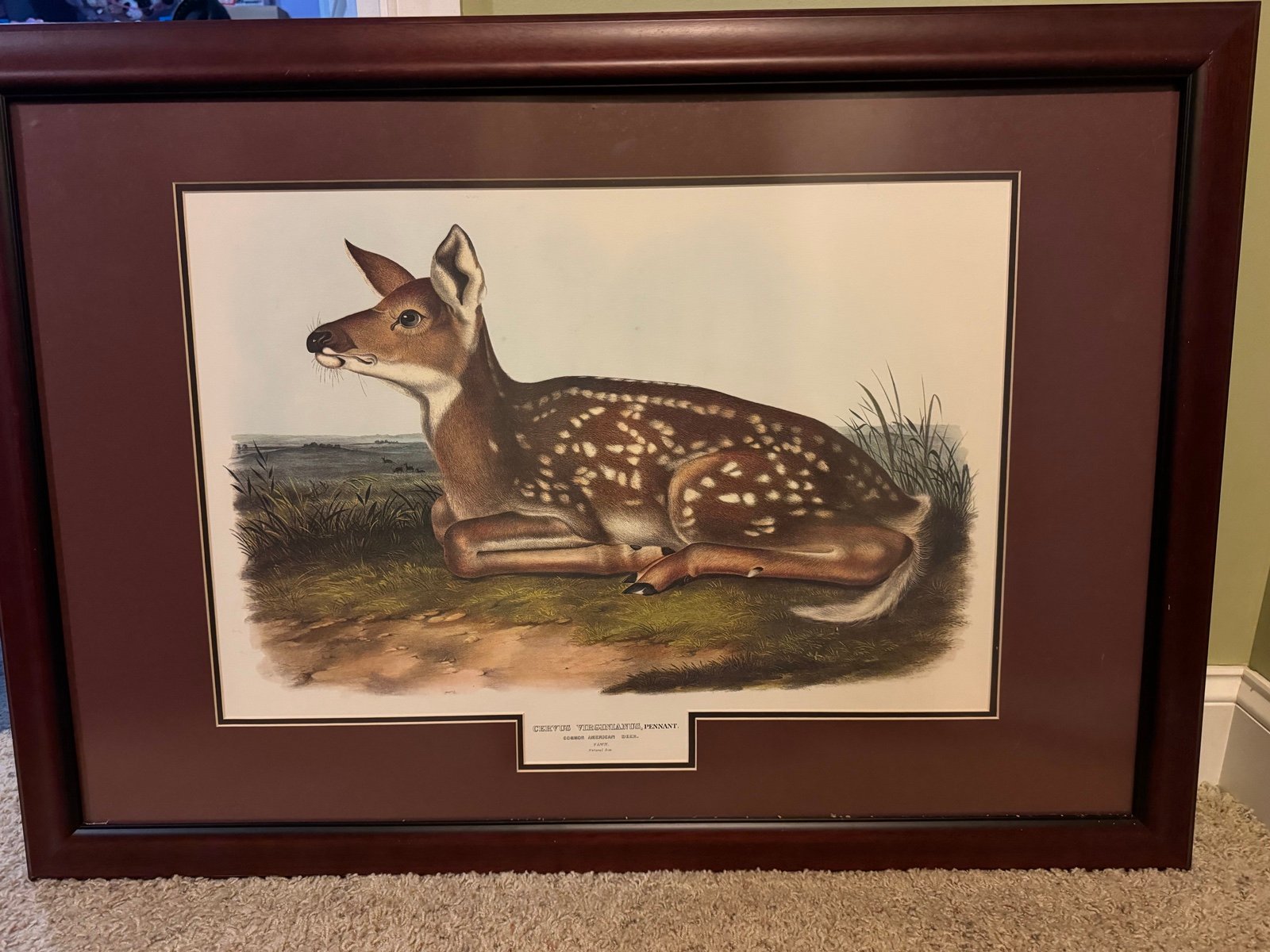 John James Audobon FAWN 24” x 36” lithograph solid wood frame