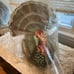 John Derian 16 ×15 Beaded Turkey Novelty Plush Pillow