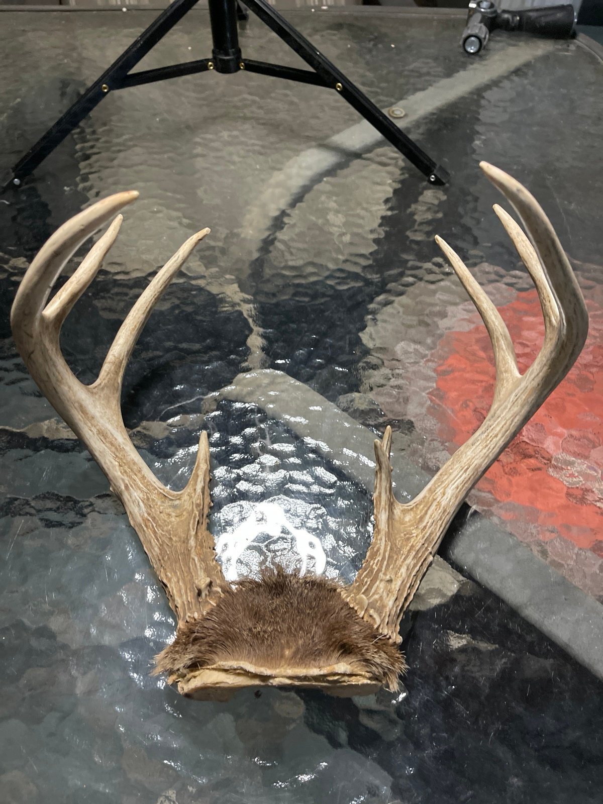 Beautiful 9 pointer deer antler with skull capper