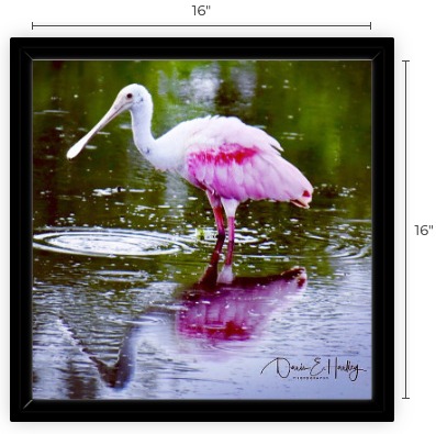 Framed 16 x 16 Roseate Spoonbill
