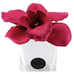 Herve Gambs Fuchsia Color Couture Orchid Silk Flower In White Small Glass Cube