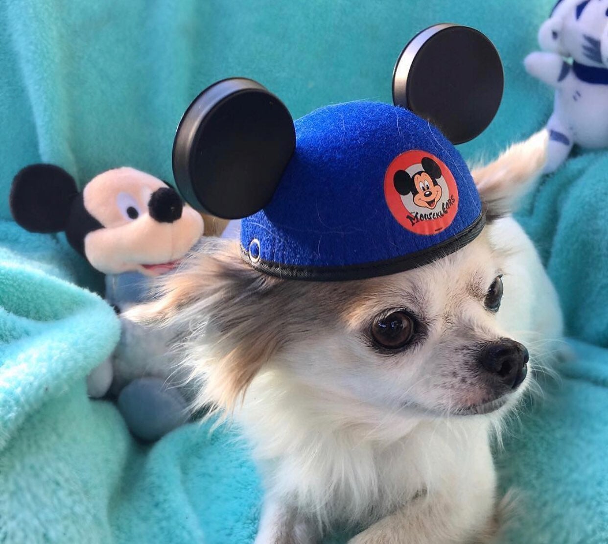 Mickey Ears hat dog cat pets MousekeEars