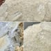2.5+lb Diamantina Quartz Crystal Cluster Large Statement Piece Rare Brazilian DT