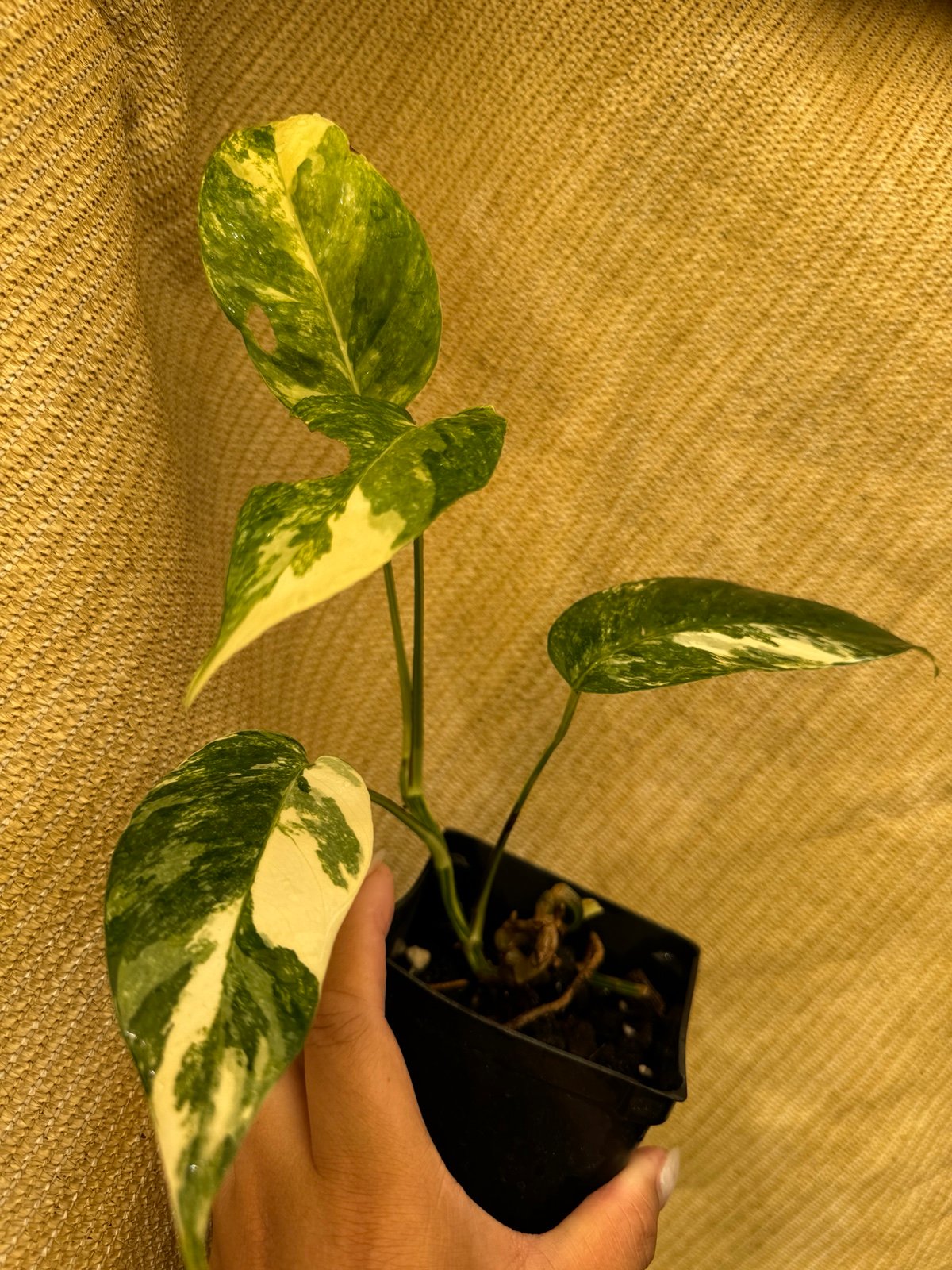 Variegated Epipremnum Pinnatum Albo