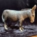 Breyer burro