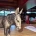 Breyer burro