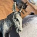 Breyer burro