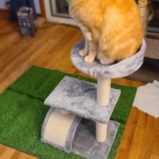 Cat Tree for Indoor Cats, Cute Cat Tree Tower with Sisal Scratching Posts and Pa
