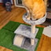 Cat Tree for Indoor Cats, Cute Cat Tree Tower with Sisal Scratching Posts and Pa