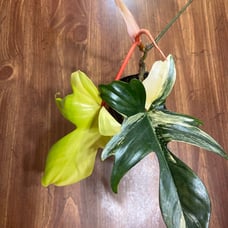 philodendron florida beauty