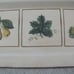 Williams Sonoma Rectangle Ceramic Serving Dish Ceramiche Arianna Made in Italy