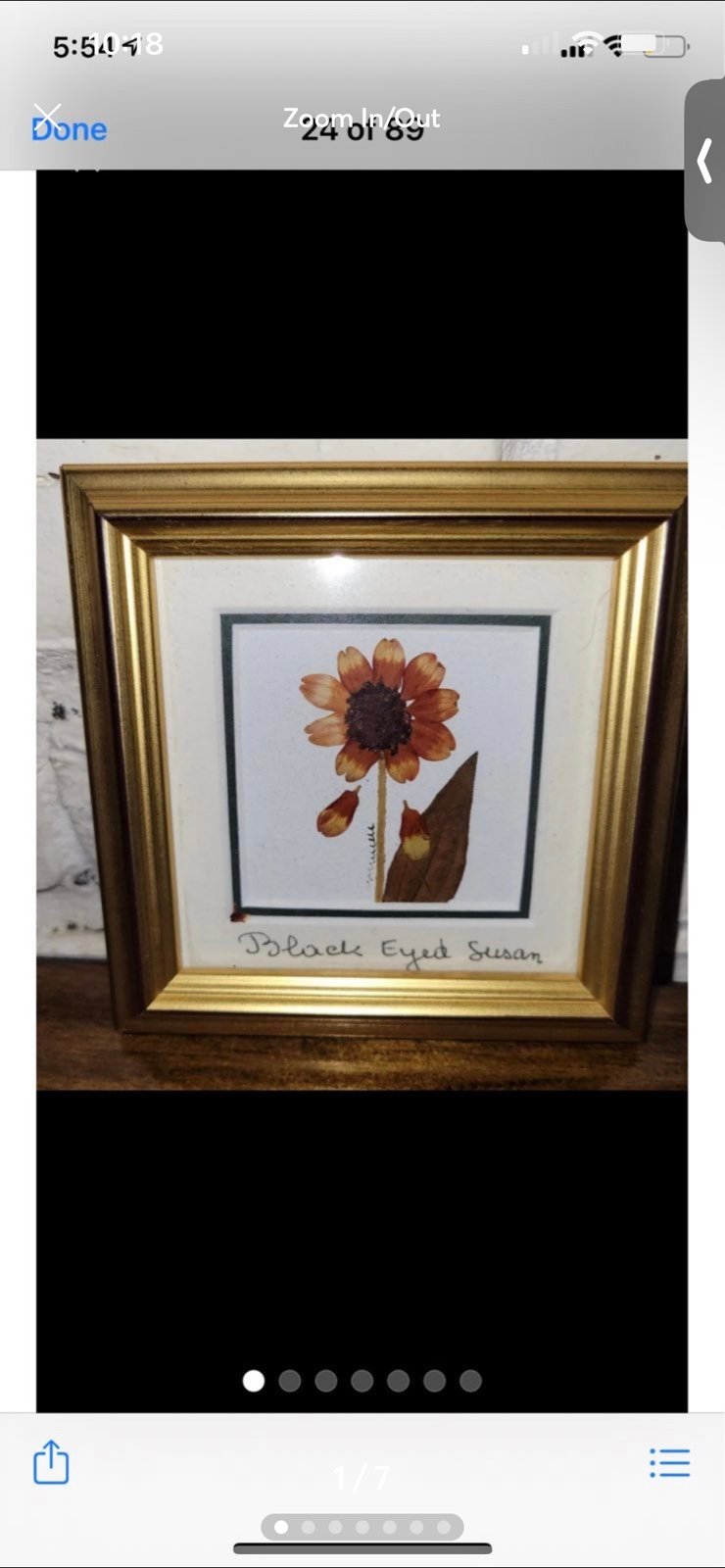 Pressed Flower in frame BLACK EYED SUSAN Identification