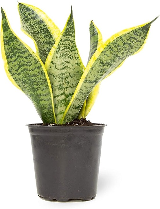 Live Snake Plant, Fully Rooted Indoor House Plant in Pot, Mother in Law Tongue
