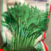 （500g/bag） Water Spinach seed, Rau ong choy 10000+ seeds 2023/Dec NEW!
